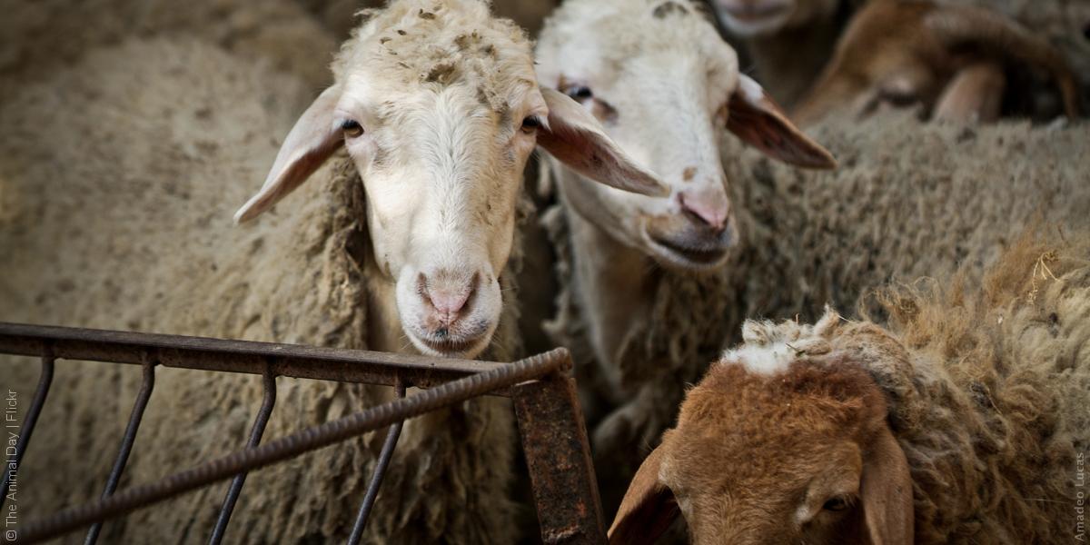 غرائب عيد الأضحى: من رمي دمية