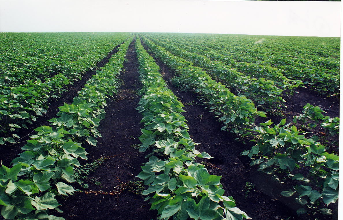 (الزراعة) تكرم عددا من المؤسسات الزراعية