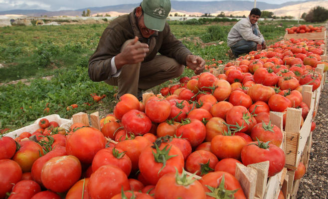 الأغوار الجنوبية: (هواجس التسويق) تقلص المساحات