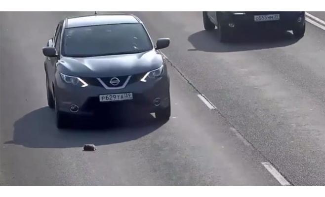 فيديو يحبس الأنفاس لقط صغير وسط