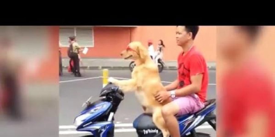 بالفيديو: كلب يقود دراجة نارية بمهارة