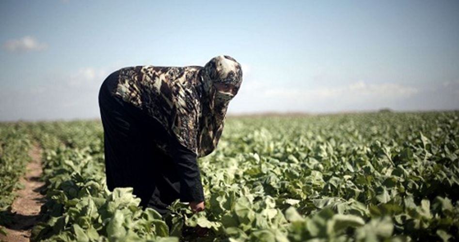 الاحتلال يحرق آلاف الدونمات الزراعية على