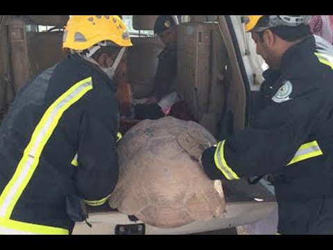 بالفيديو: يستنفر 3 جهات حكومية بسبب
