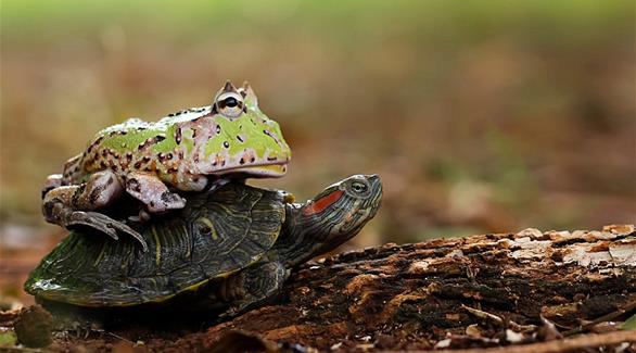 ضفدع يقوم برحلة مجانية على ظهر