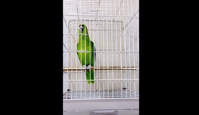 بالفيديو.. ببغاء تقيم الصلاة تشعل مواقع