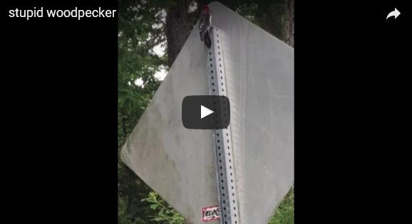 ​بالفيديو: نقار الخشب يخطئ بالعنوان وينقر