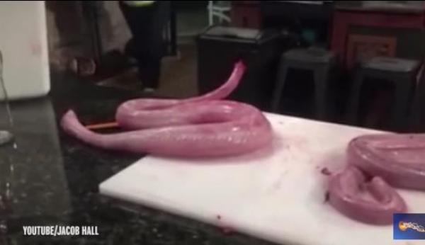 بالفيديو: أفعى ميتة تماما تهاجم طباخا