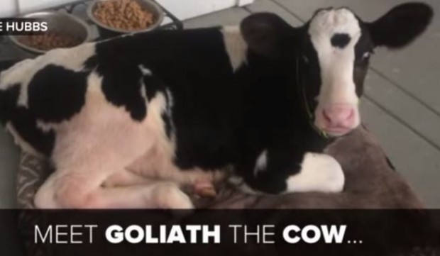 ماذا تفعل بعجل صغير يعتقد انه