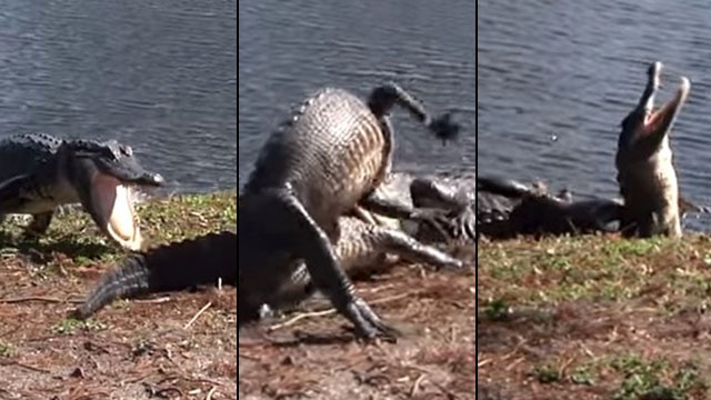 فيديو: معركة شرسة بين تمساحين ضخمين