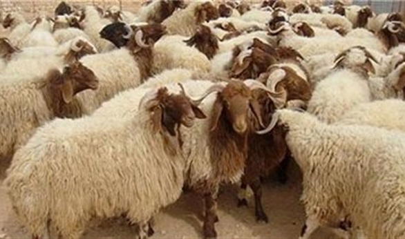 الأردن صدر 200 ألف رأس خروف