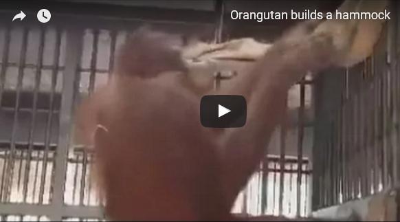 بالفيديو: لن تصدق قدرات هذا القرد