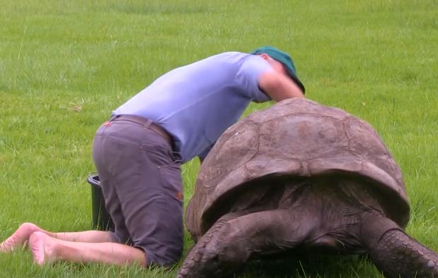 بالفيديو: سلحفاة تبلغ 184 عاما تستحم