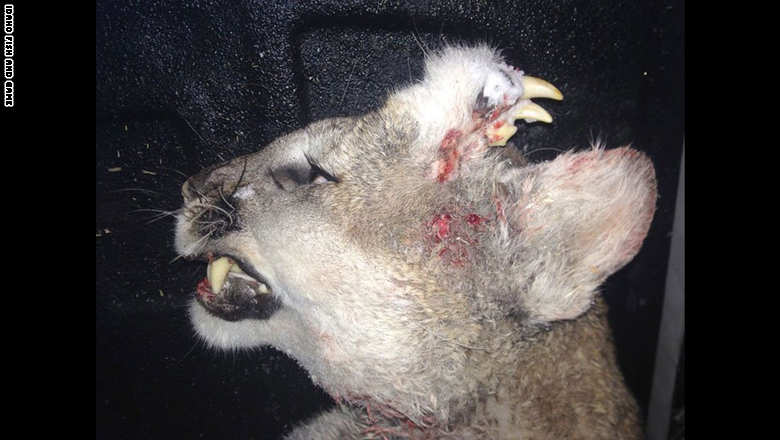 أسد بطقم أسنان في قمة رأسه