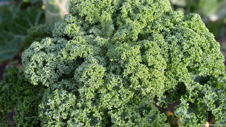 في الحرب على السرطان الكرنب أكثر