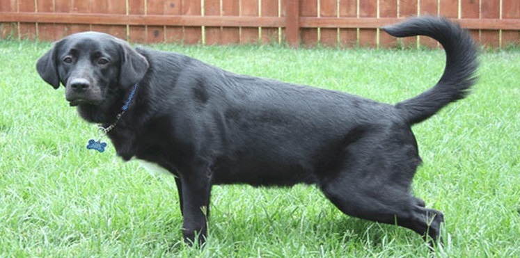 هل يفهم كلبك ما تقوله له؟