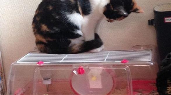 بالفيديو: قطة ذكية تمارس الرياضة داخل