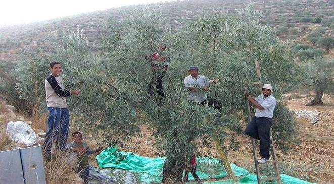 وزير السياحة يفتتح فعاليات مهرجان الزيتون