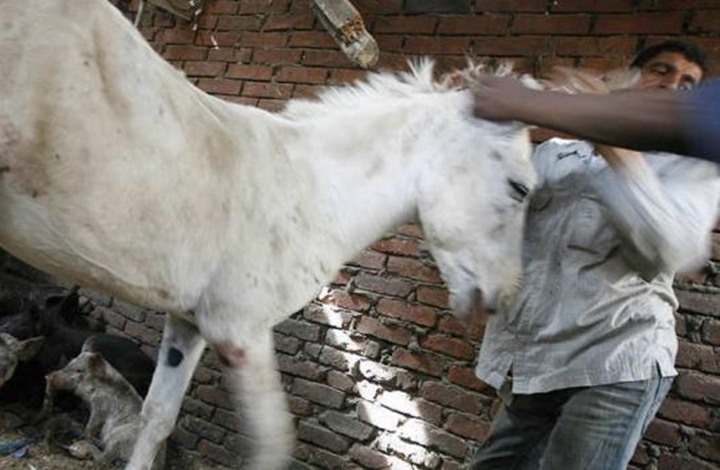 لحوم حمير في احتفالات شم النسيم