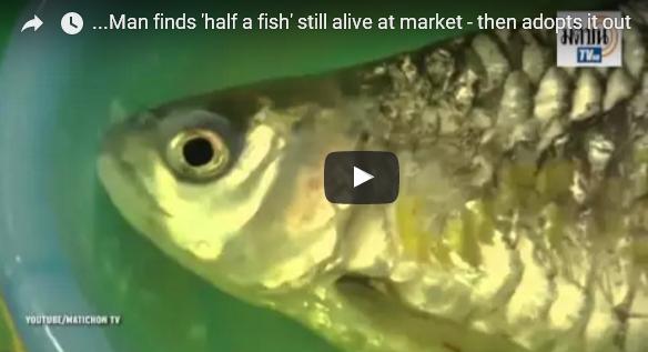 بالفيديو: كيف بقيت هذه السمكة حية