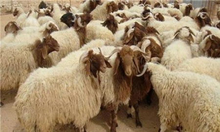 سوق الأضاحي راكدة بالكرك والطفيلة والروماني