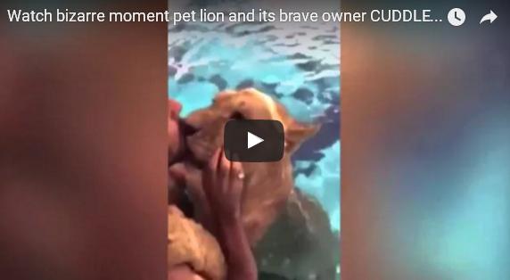 بالفيديو: يلعب مع أسد داخل مسبح