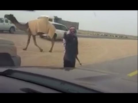سعودي يوقف السيارات بسلاحه لتعبر إبله