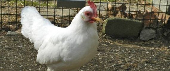 مفاجأة.. رائحة الدجاج الحي تمنع مرض