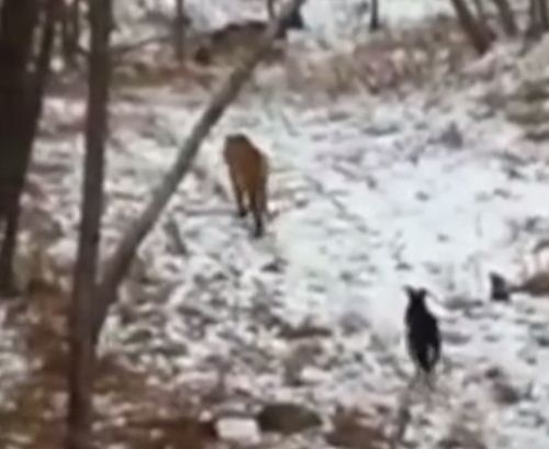 فيديو: صداقة فريدة بين نمر وعنزة