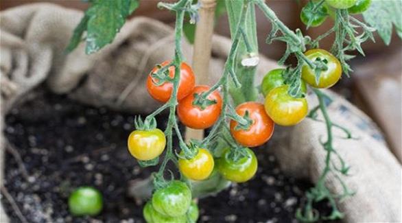 نبتة سحرية تنتج الطماطم والبطاطا للبيع