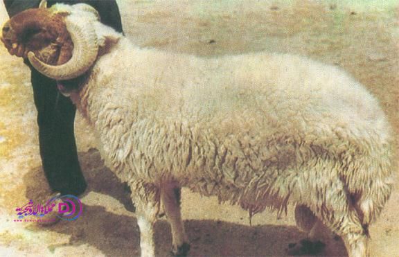 توفير 500 ألف أضحية في الأسواق
