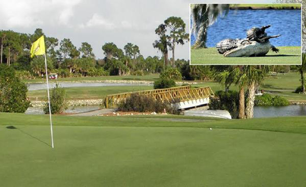 صور: معركة تمساحين عملاقين توقف مباراة