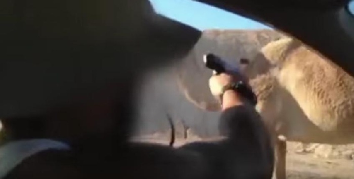فيديو.. جنديان (اسرائيليان) يقتلان جملا