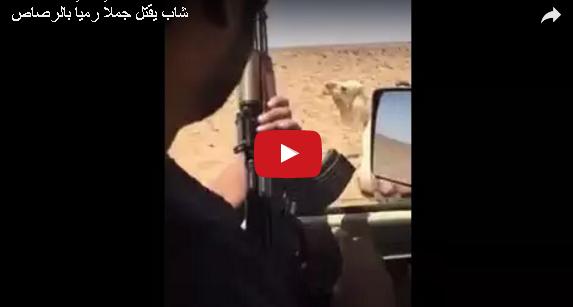بالفيديو: خليجي يعدم جملا رميا بالرصاص