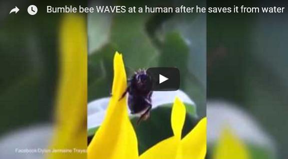 بالفيديو: شاهد كيف شكرت هذه النحلة