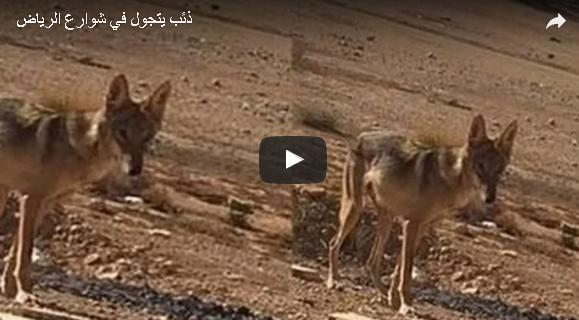الشرطة تقتل ذئبا أخاف سكان الرياض