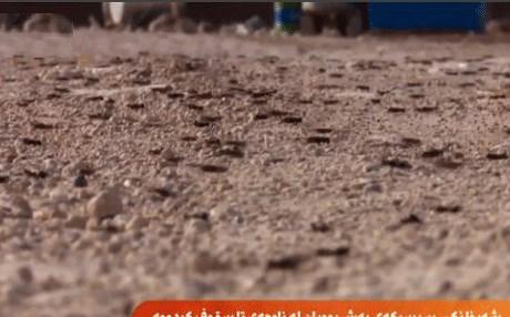 العراق: صراصير سوداء تقاتل مع داعش