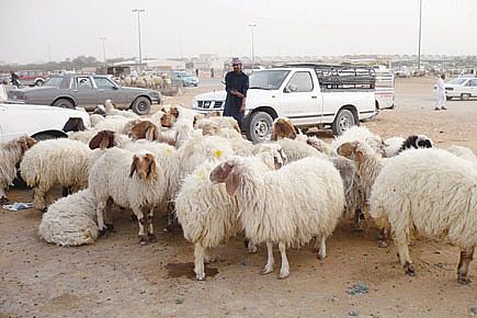 ارتفاع عدد الأغنام بالمملكة بنسبة 13