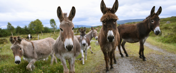 عاشق حمير بريطاني يلجا للتكنولوجيا لفهم
