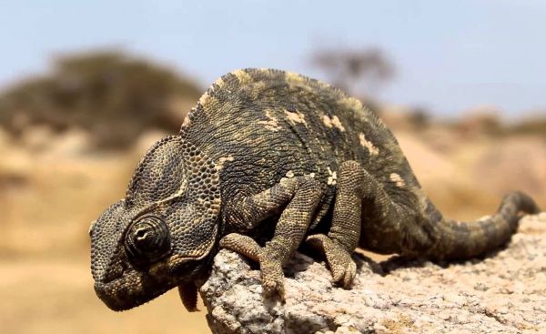 كفاءة عين الحرباء تدخل مجال صناعة