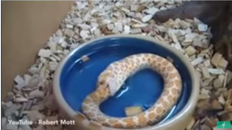 شاهد - أفعى تنتحر