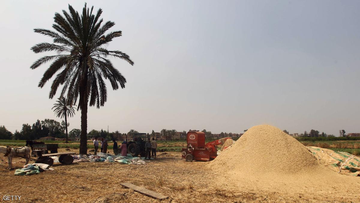 مصر تتوقف عن شراء القمح المحلي