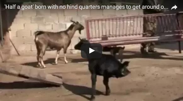 بالفيديو: معزاة ولدت بنصف جسد تسير