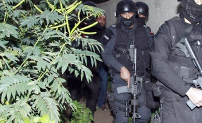المواجدة: زراعة الماريجوانا بالأغوار بطريقها للاختفاء