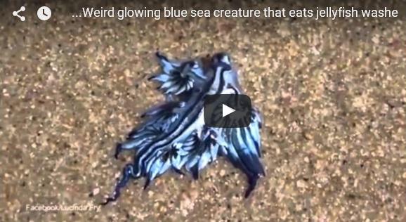 بالفيديو: مخلوق غريب على شواطىء أستراليا
