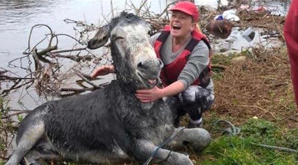 هل هذا أسعد حمار يتم إنقاذه