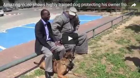 بالفيديو: شاهد كيف حمت هذه الكلبة