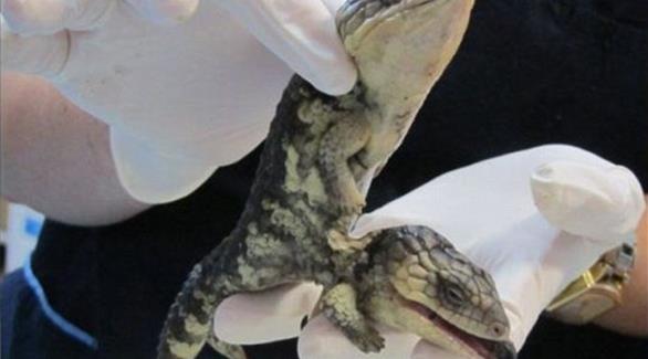 بالصور: أسترالية تعثر على سحلية برأسين