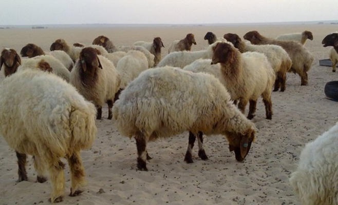 اربد: تشميع 12 مزرعة اغنام في