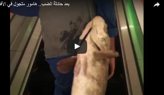 بالفيديو: شاب يتجول في مول بسمكة