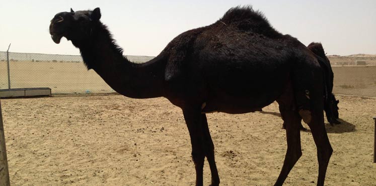 بالفيديو.. سعودي يثير غضب مواقع التواصل